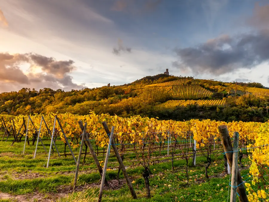 Florimont Vineyard